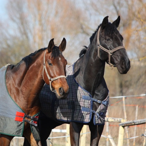 Battling Strangles in Horses: Recognizing and Responding to This Infectious Disease
