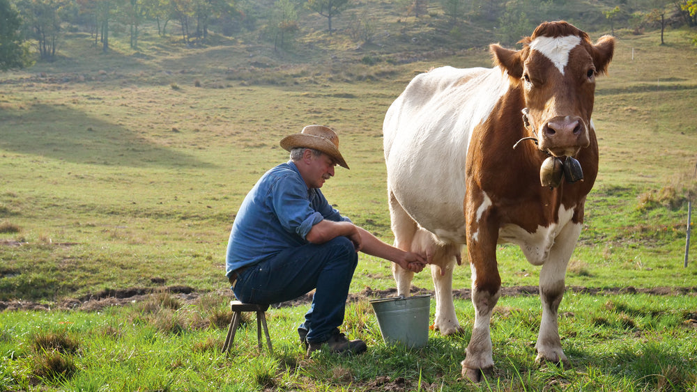 Cow Udders 101: How to Care for and Protect