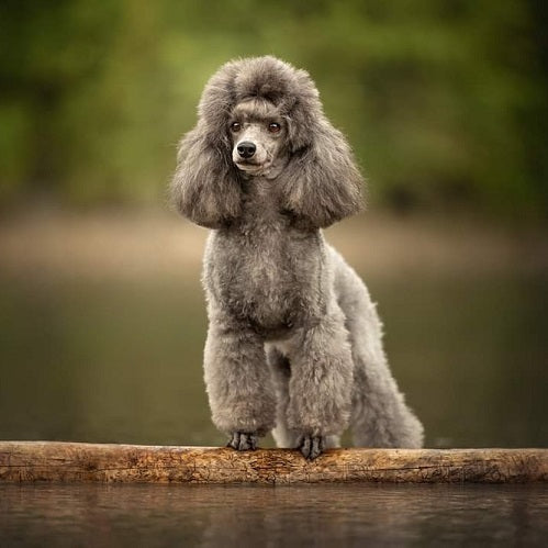The Ultimate Guide to Poodles: History, Care, Tips