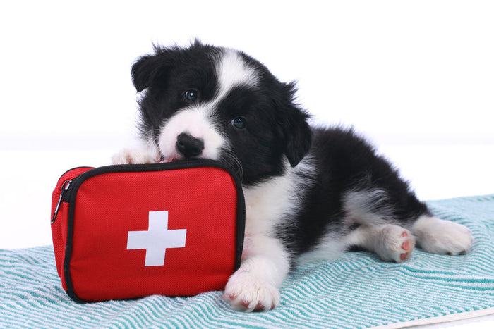 Top 10 Items to Include in Your Pet's First Aid Kit