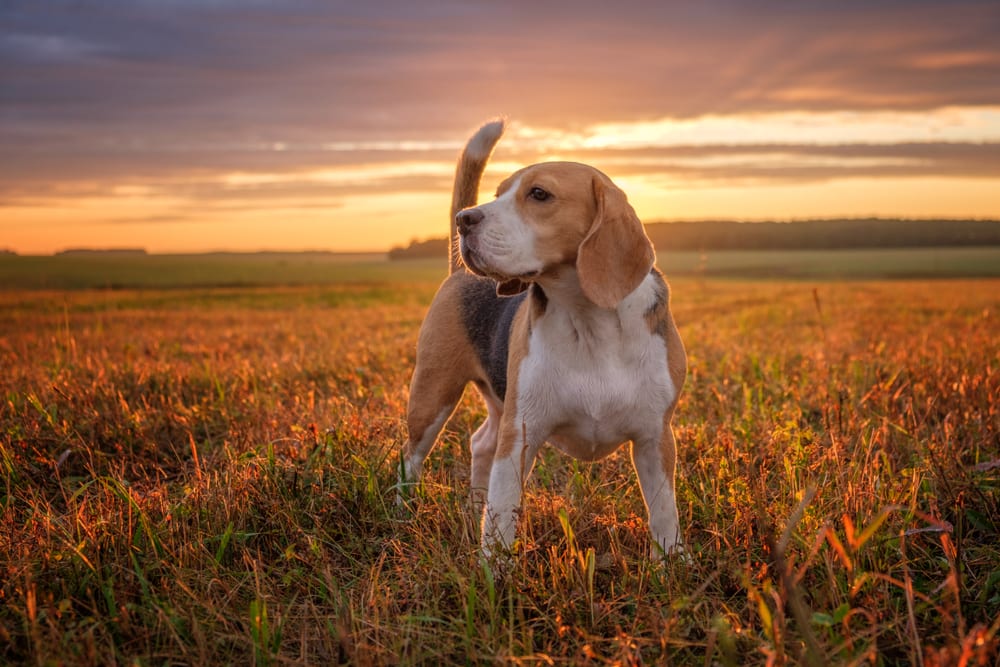 Treating Seasonal Allergies in Dogs: Everything You Need to Know