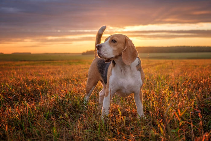 Treating Seasonal Allergies in Dogs: Everything You Need to Know