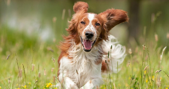 Treatment for My Dog's Dry Skin