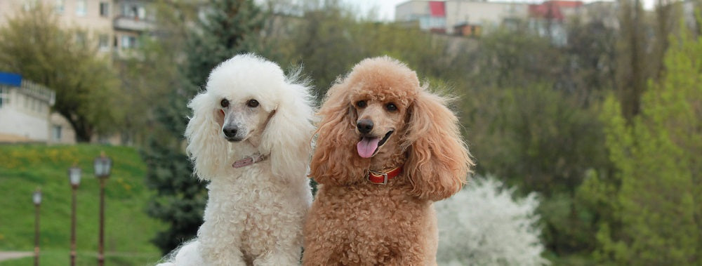 The Ultimate Guide to Poodles: History, Care, Tips