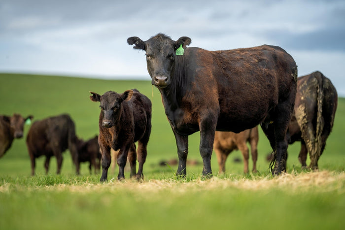 Understanding Fly Strike in Cattle & How to Prevent It