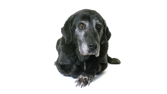 6 Simple Tips for Senior Pet Care