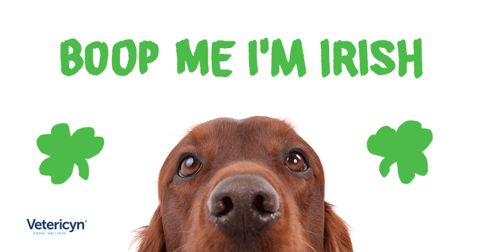 The 9 Official Irish Dog Breeds to Help You Celebrate St. Patrick's Day