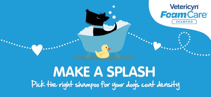 Infographic: Pick The Right Shampoo for Your Dog's Coat