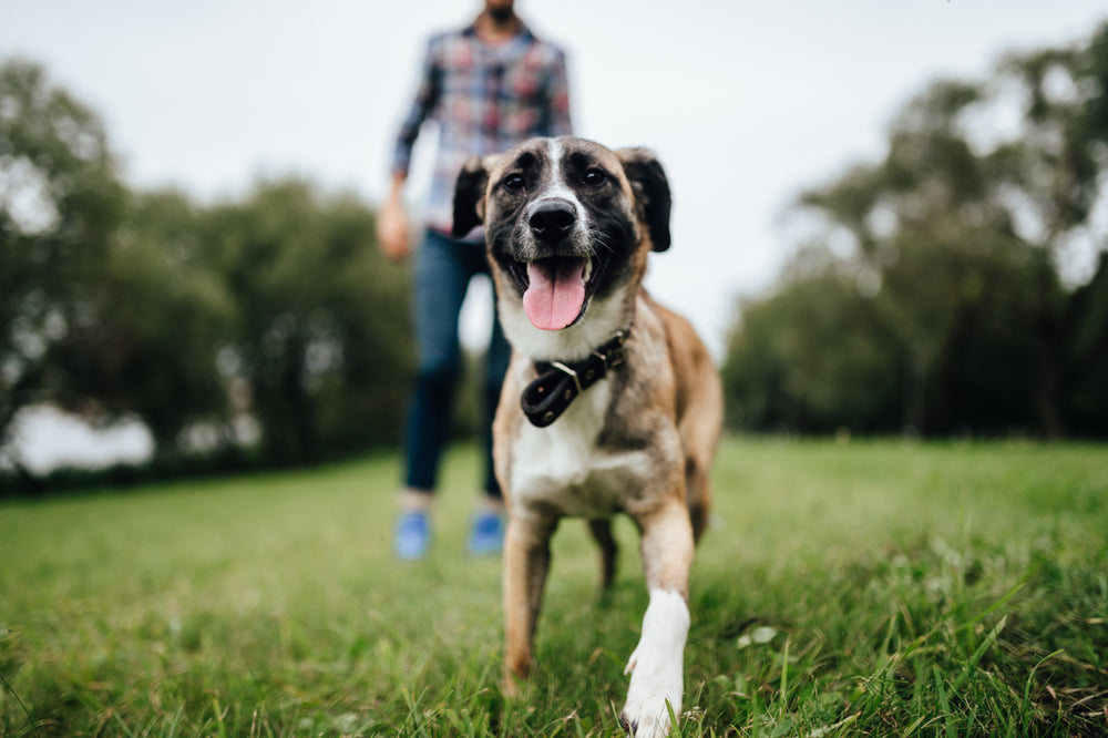 What is Hyperactivity in Dogs?