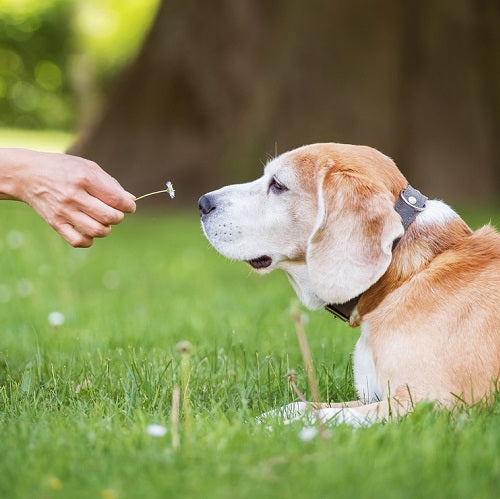 Paws, Pads, and Snouts: When Pup Noses and Toes Need TLC