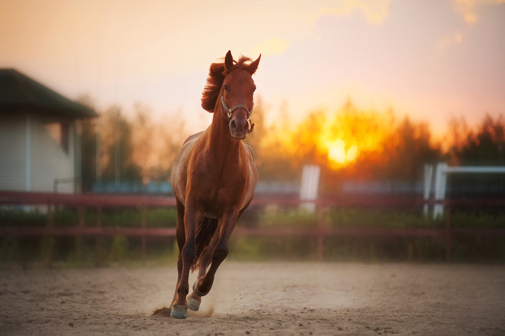 White Line Disease in Horses: Everything You Need to Know