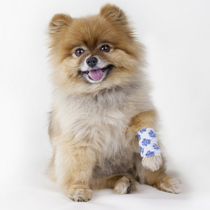 Why Is My Dog Limping?