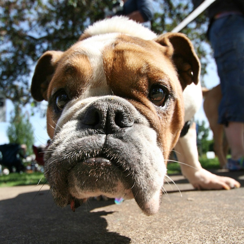 Glucosamine for Dogs: 3 Key Benefits