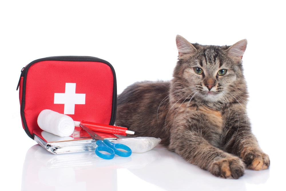 Why You Need A Pet First Aid Kit