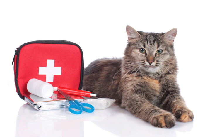 Why You Need A Pet First Aid Kit