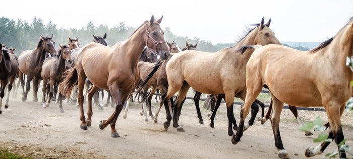 Understanding and Treating Common Skin Conditions in Horses