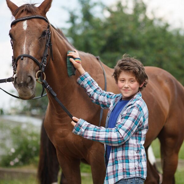 The Basics of Horse Grooming: Tips and Techniques for a Healthy Coat