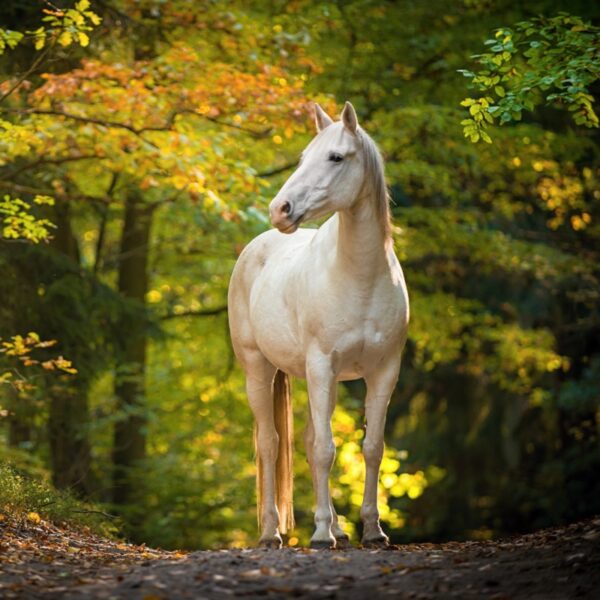 Protecting Your Horse from Tick Bites: Prevention and Treatment