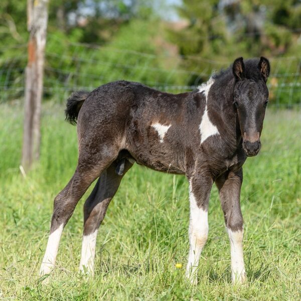 The Importance of Newborn Foal Navel Care