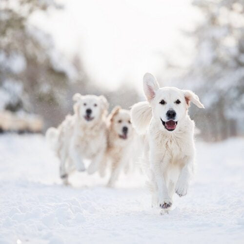 Cold Weather Hazards for Dogs: Frostbite, Hypothermia, and More