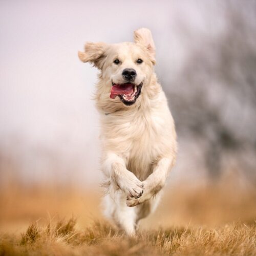 Glucosamine for Dogs: 3 Key Benefits