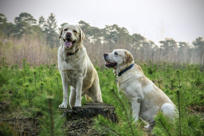 The Senior Stage: Nutritional Needs for Senior Dogs