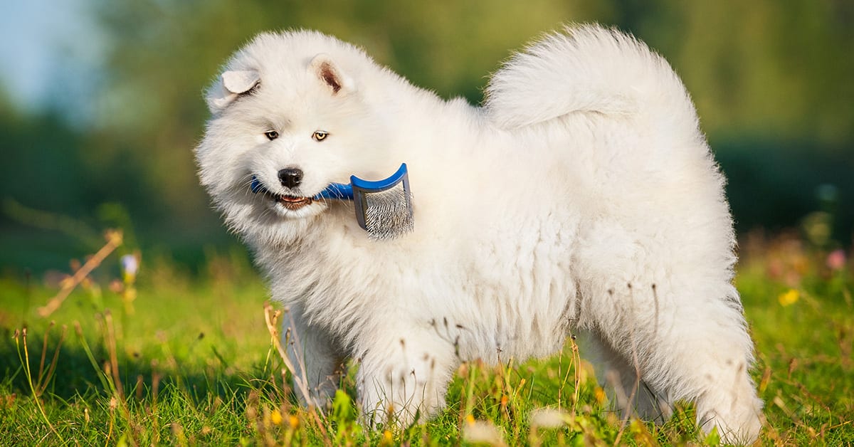 At-Home Dog Grooming Questions Answered