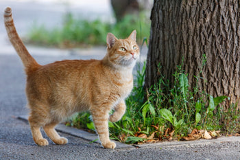 An orange tabby cat standing on a sidewalk next to a tree, holding one paw up with its tail raised while looking curiously upward.