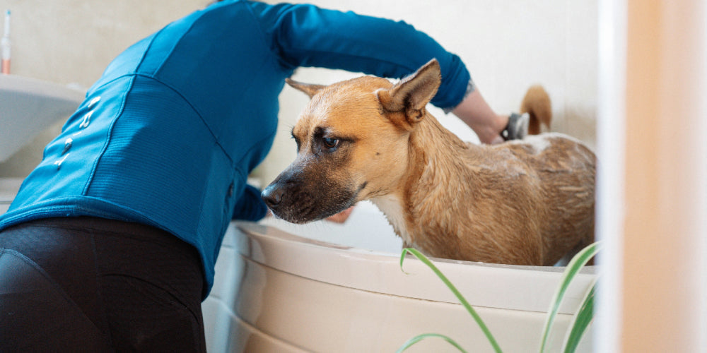 a woman bathing a brown dog in the bathtub