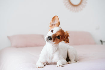 A small white and brown dog lying on a bed with its head tilted sideways, curiously listening.
