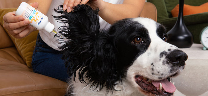 Woman holding Vetericyn Triple Action Ear Treatment by dog's ear