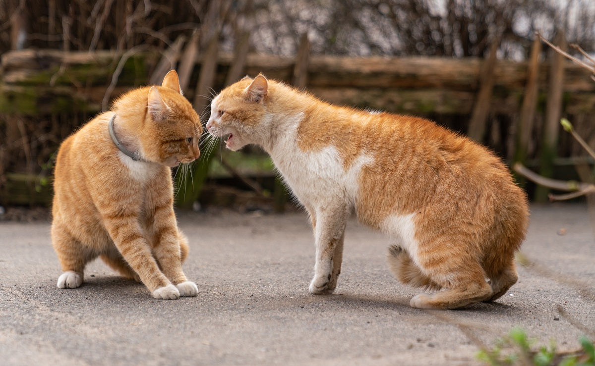 Two ginger cas fighting on the street