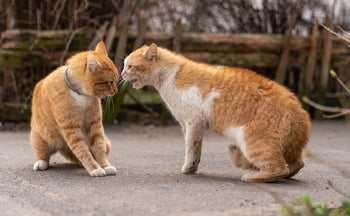Two ginger cas fighting on the street