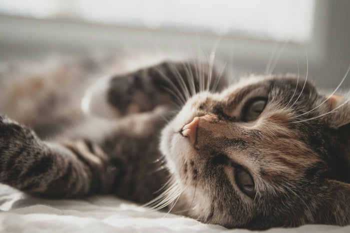 black and white tabby cat laying down