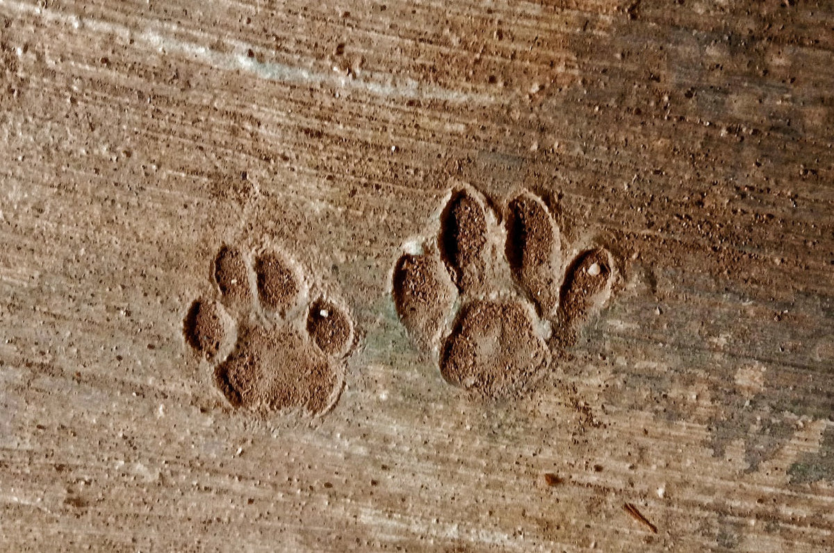 Cat pillow paws