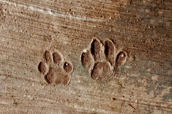 Cat pillow paws
