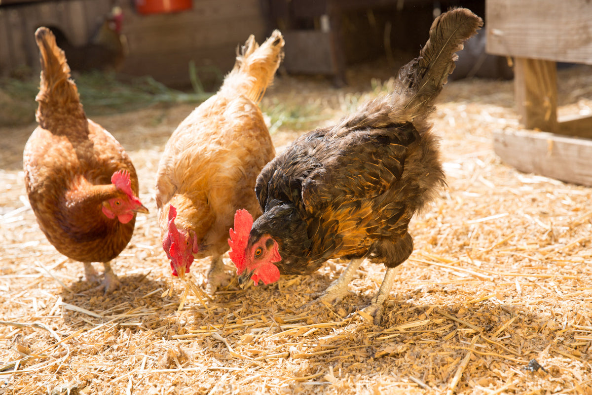 3 chickens standing next to each other eating