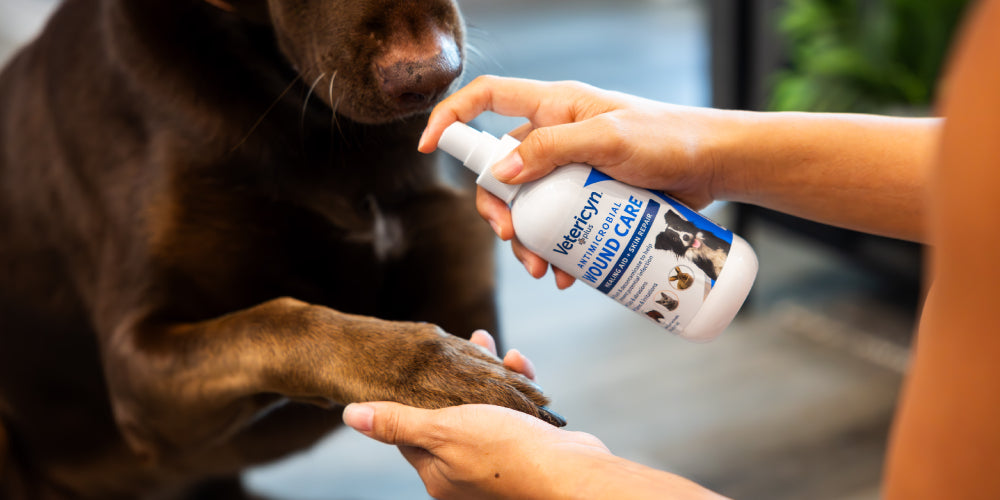 How to Clean a Dog Wound: A Helpful Guide