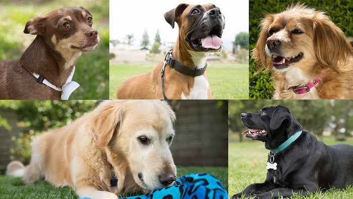 These are the Top Breeds Found in Mixed-Breed Dogs