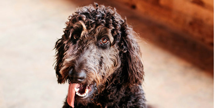 short coated black poodle dog