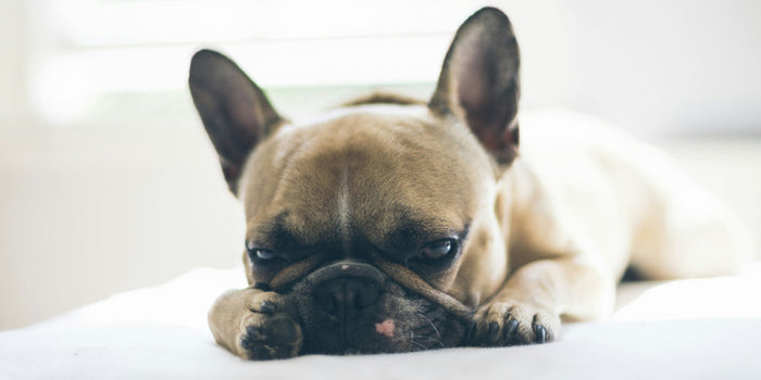 brown french bulldog laying on textile