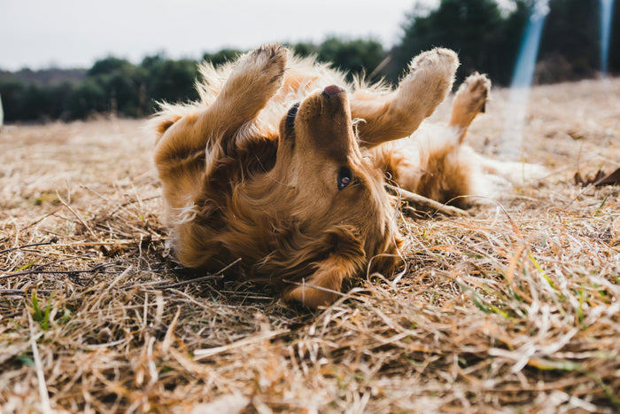 Adult golden retriever lying on floor