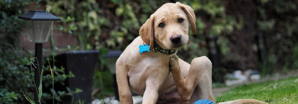 puppy itching skin