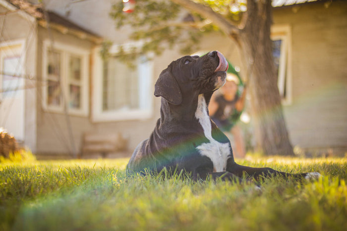 a black and white dog sitting in grass in front of a house