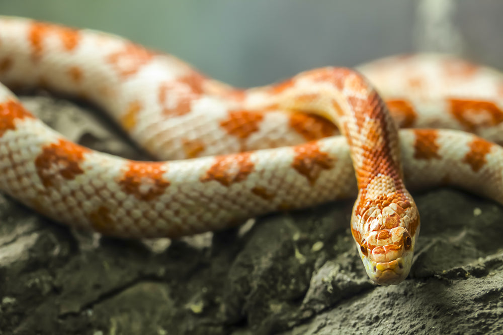 Reptile Care for Beginners: A Helpful Guide