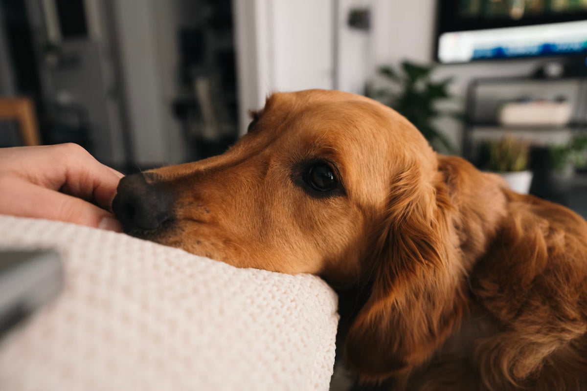 a golden retriever rests his head