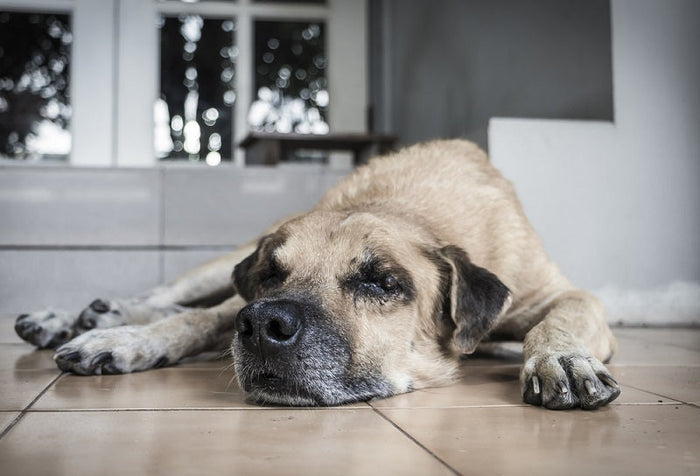 Different Types of Dog Wounds: Explained