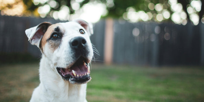 close up of dog in yard