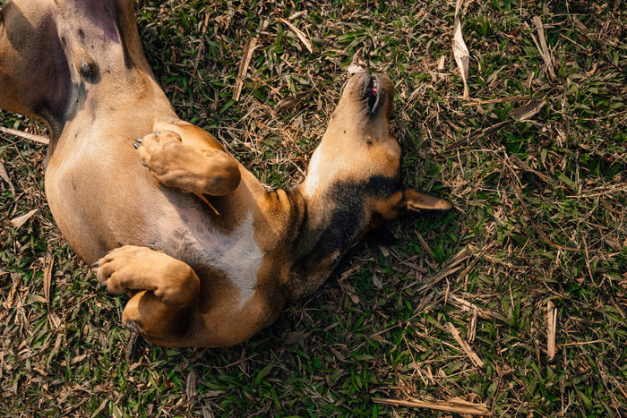 Best Treatments for Dog Allergies (Vet-Approved Solutions That Work)