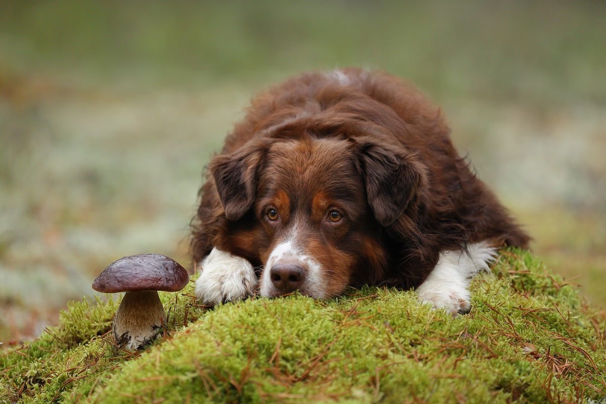 Beautiful dog Australian Shepherd in the forest. The dog lies next to the mushroom.